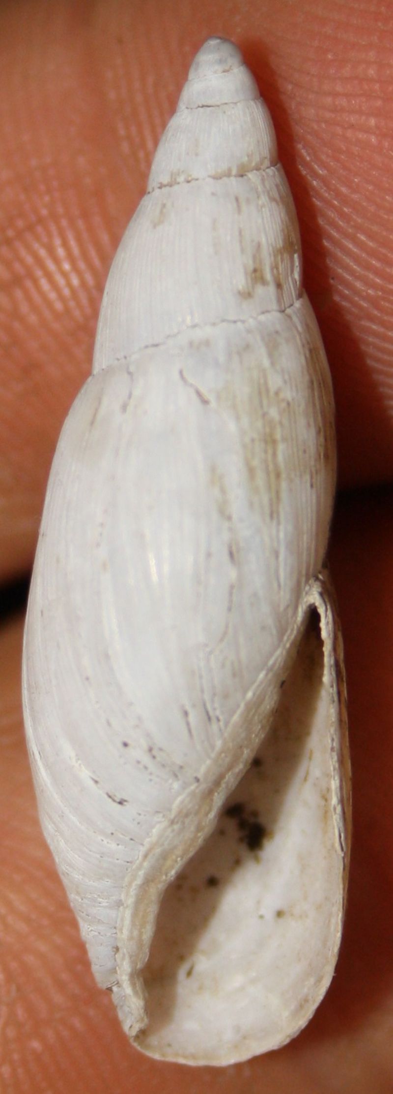 poiretia cornea